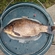 Prussian carp