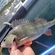 Eurasian perch