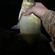Carp bream