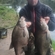Carp bream