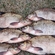 Carp bream