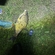 Carp bream