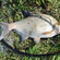 Carp bream
