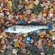 Pike perch