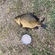 Crucian carp