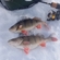 Eurasian perch