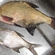 Carp bream