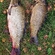 Carp