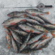 Eurasian perch