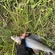Grayling