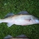 Pike perch