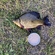 Crucian carp