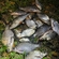 Silver Bream