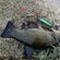 Tench