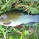 Tench