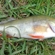 Eurasian perch