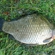 Prussian carp