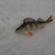 Eurasian perch