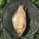 Crucian carp