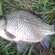 Prussian carp