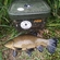 Tench