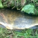 Tench