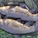 Tench