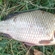 Prussian carp