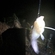 Wels catfish