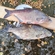 Carp bream
