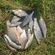 Silver Bream