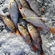 Eurasian perch