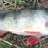 Eurasian perch