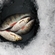 Eurasian perch