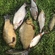 Crucian carp