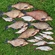 Carp bream