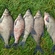 Carp bream