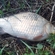 Prussian carp