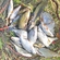 Carp bream