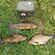 Tench