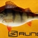 Eurasian perch