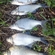 Carp bream