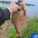 Carp bream