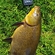 Tench
