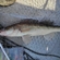 Pike perch