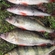 Eurasian perch