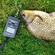 Prussian carp