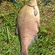 Carp bream