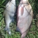 Carp bream