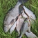 Carp bream